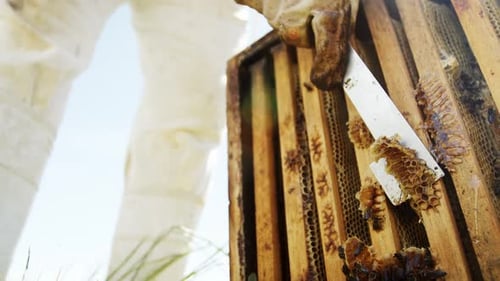 Beekeeper removing beeswax from beehive