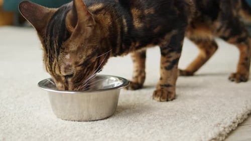 Bengal Cat Eating From Metal Bowl Closeup