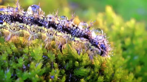 Spiky Caterpillar Crawling on Green Moss