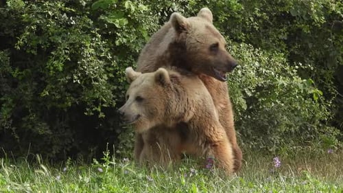 Wild Bears Mating in Natural Habitat Among The Trees In The Forest