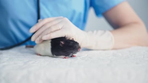 Veterinary Clinic Caring Female Veterinarian Strokes and Soothes Cute Little Mouse During an