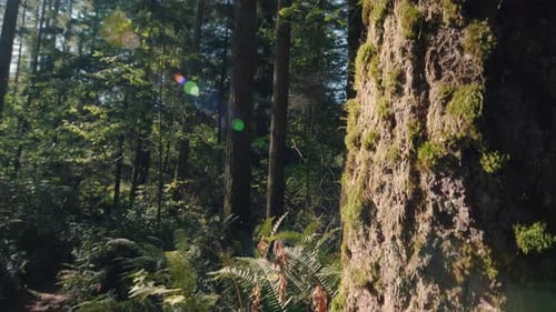 Vibrant Natural Light Environment Background In Mossy Forest