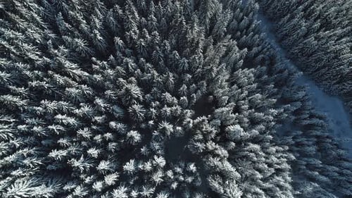 Winter Season Spruce and Pine Trees Covered with Snow. Aerial Top Down Flyover Shot of Winter Forest