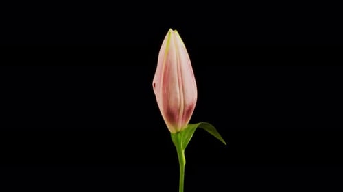 Time Lapse of Pink Lily Blooming