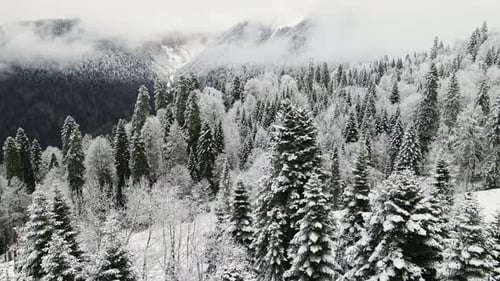 Aerial View of a Beautiful Winter Landscape with Snowy Green Coniferous Forest