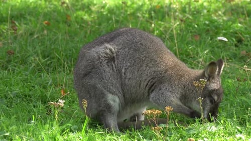 Känguru