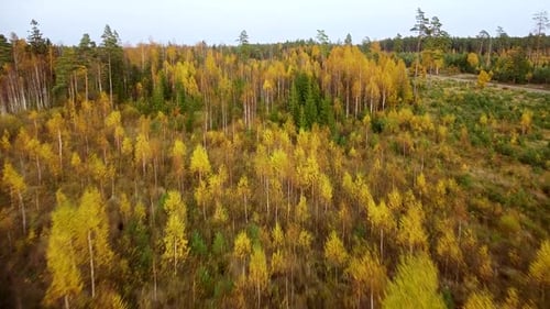 Beautiful aerial footage, flying over colorful autumn forest with yellow birches and firs, wide angl