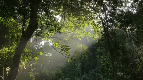 Sunlight Through Trees in Tropical Rainforest