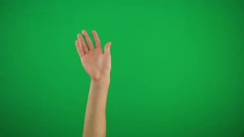 Human Right Palm Raised Up and Move To Right and Left on Green Screen Alpha Channel, Keyed Green