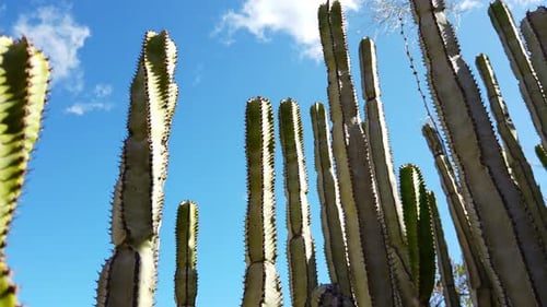 Kaktus steht hoch unter der Sonne und dem blauen Himmel