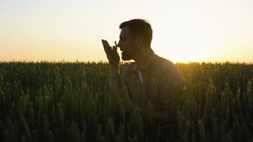 Farmer Hold Ears of Wheat Study the Grain on the Field