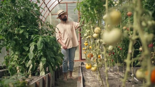 Man Inspecting Tomato Plants in a Greenhouse