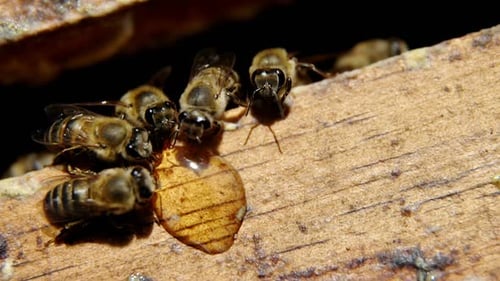 Primer plano de abejas melíferas alimentándose de miel