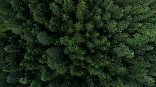 Aerial View of Green Wild Forest