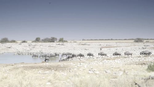Wildebeest and Zebra Gather at African Watering Hole
