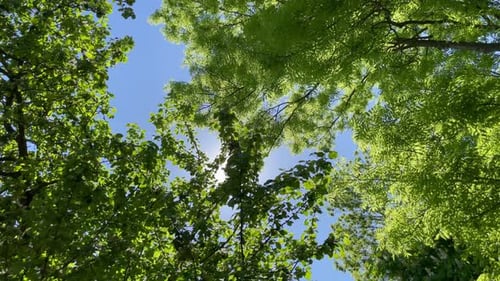 Bottom Up View of Lush Green Foliage of Trees with Afternoon Sun