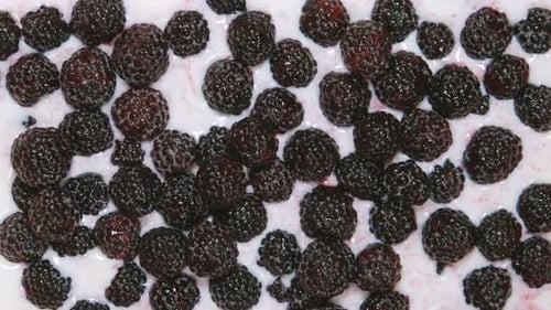 Black Raspberries in Milk, Close Up Food Shot