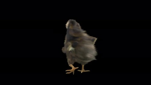 Walking Baby Chick Animation with Alpha Channel