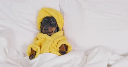 Cute Dachshund Puppy Wearing a Robe in Bed