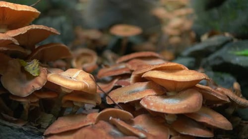 Tan Mushrooms Growing on a Tree in Forest