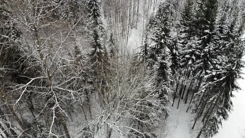 Aerial view of the forest.