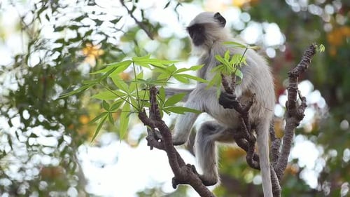 Gray Langur Semnopithecus, Also Called Hanuman Langur