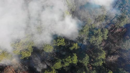 Aerial View From the Top of the Forest That Is Burning. A Large Area of Forest Is Burning. Fire in