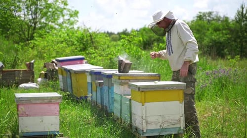 Beekeeper works in apiary. Beekeeper fumbles bee hive with white smoke