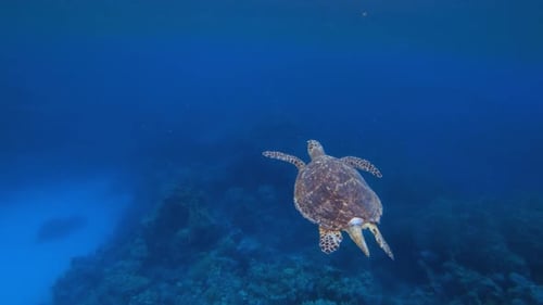 Sea Turtle Undersea
