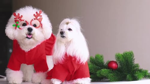 cute dogs dressed up for christmas 5 Dog Christmas Outfits for the Howl-iday Season