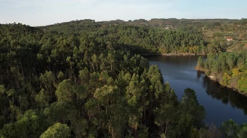 Aerial View of Forest and Lake