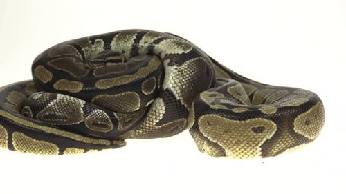 Python real o Python Regius aislado en estudio contra un fondo blanco