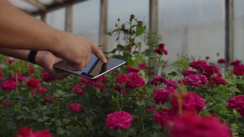 Close-up Hands Gardener Florist. Modern Rose Farmers Walk Through the Greenhouse with a Plantation