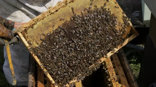 Beekeeper Tending to Honeybees on Honeycombs