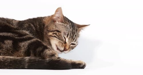 Brown Tabby Domestic Cat Eating against White Background, Slow motion 4K