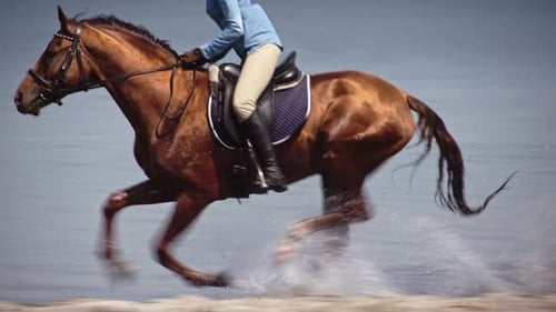 Brown Horse Galloping Fast on Water