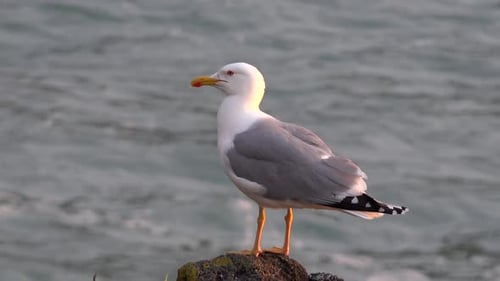 Elegant Seagull Stands Proudly on Rocky Shore