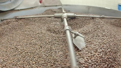 Coffee Beans Rotating in Roasting Machine