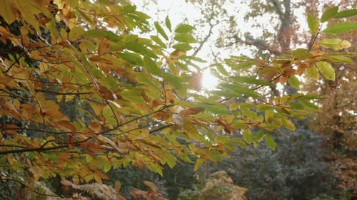 Autumn / Fall Sunlight Breaks Through Trees As Camera Pans Around Branch