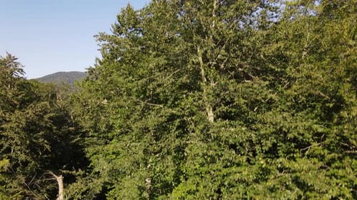 Bäume
