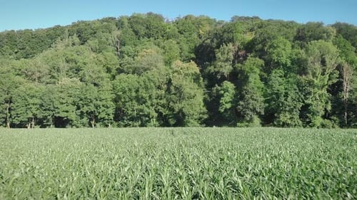 Scenic Cornfield with Forest Backdrop in Summer
