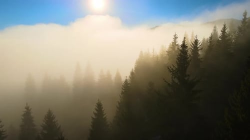 Aerial View of Amazing Scenery with Foggy Dark Mountain Forest Pine Trees at Autumn Sunrise