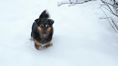 Dog Standing in Snow Wagging its Tail