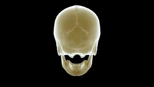Rotating Human Skull 3D Model with Alpha Channel