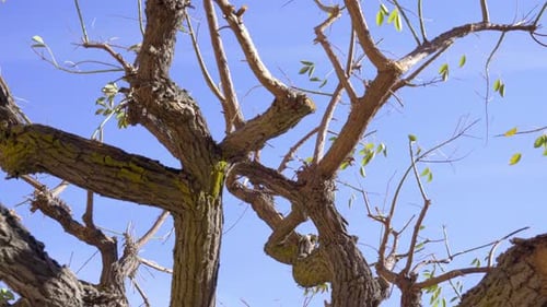 Krumme Zweige mit seltenen grünen Blättern, Nahaufnahme. Die Kamera dreht sich in einem niedrigen Winkel um einen Baum. Klar b