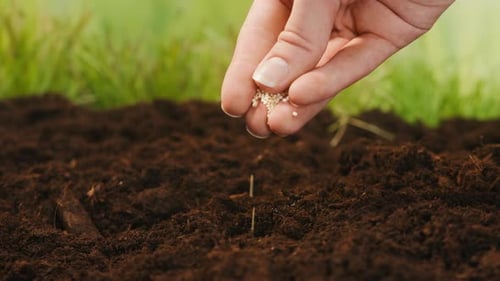 Hand Sowing Seeds in Fertile Garden Soil