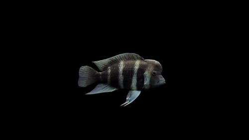Fish Frontosa