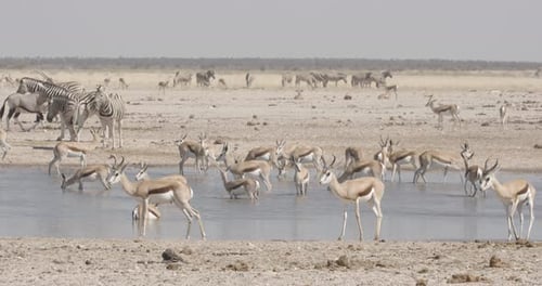 Zebras, Oryx and Springbok at Desert Watering Hole