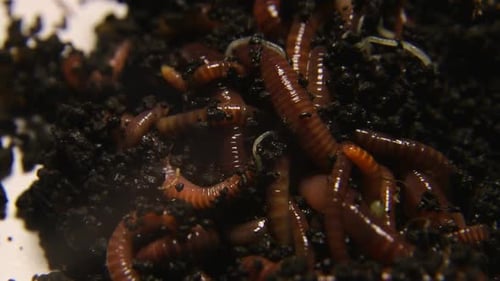 Group of earthworms close up. Worms in black soil.