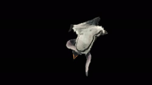 Cute Dancing Penguin Animation for Fun Projects